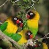 Wild Masked Lovebirds perch in a tree