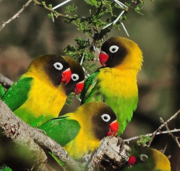 Wild Masked Lovebirds perch in a tree