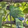 A wild Masked Shining Parrot perches on a branch