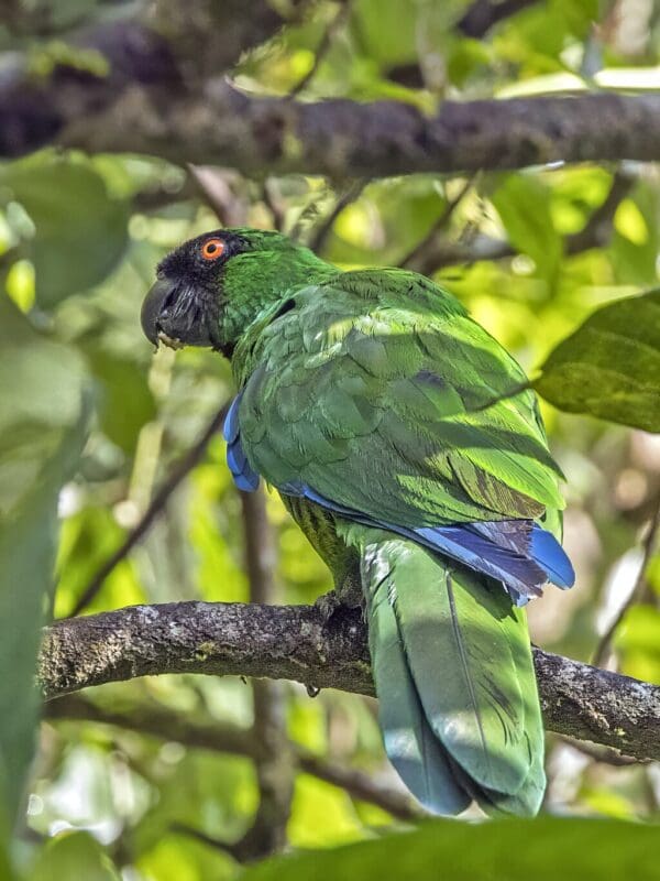 A wild Masked Shining Parrot perches on a branch