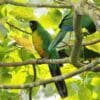 © Rosario, CC BY 4.0 via Wikimedia Commons Wild Masked Shining Parrot perch in a tree
