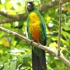 © Rosario, CC BY 4.0 via Wikimedia Commons A wild Masked Shining Parrot perches in a tree