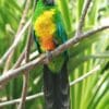 A Masked Shining Parrot perches on a branch