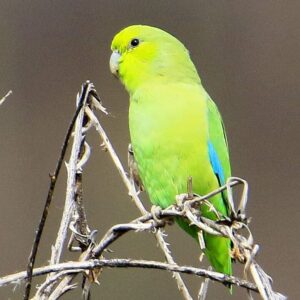 A wild Mexican Parrotlet perches on dry brush