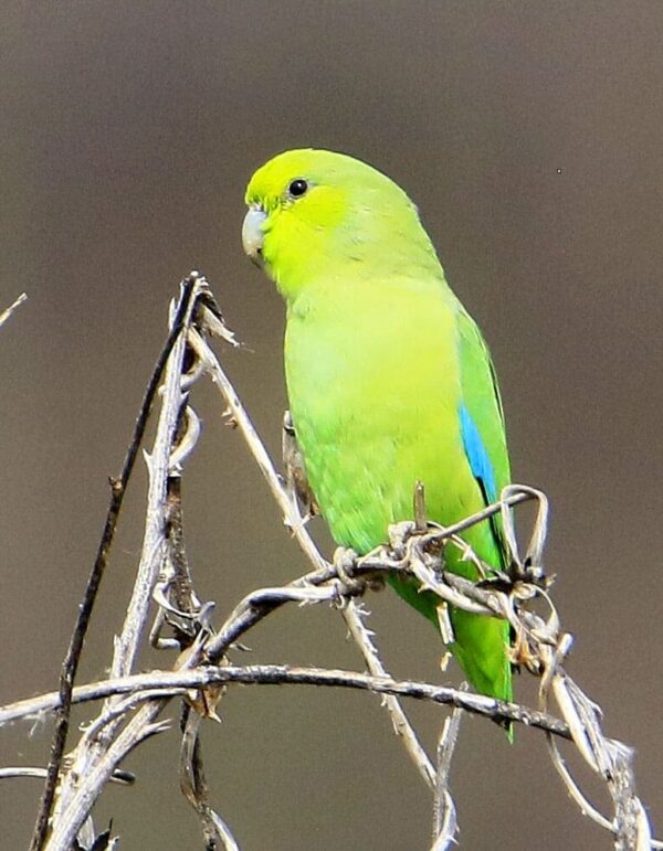 A wild Mexican Parrotlet perches on dry brush