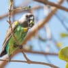 A wild Meyer's Parrot feeds on fruit