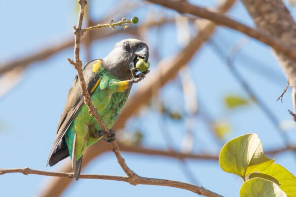 A wild Meyer's Parrot feeds on fruit