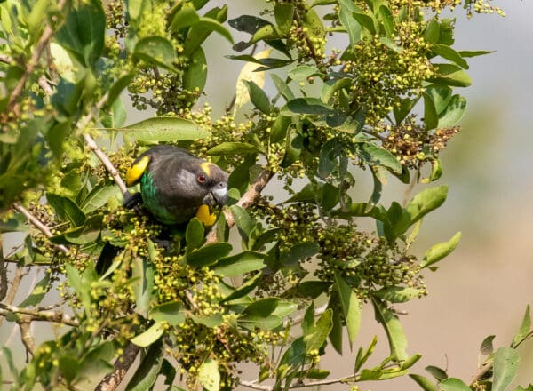 A wild Meyer's Parrot feeds