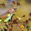 A wild Meyer's Parrot feeds on seeds