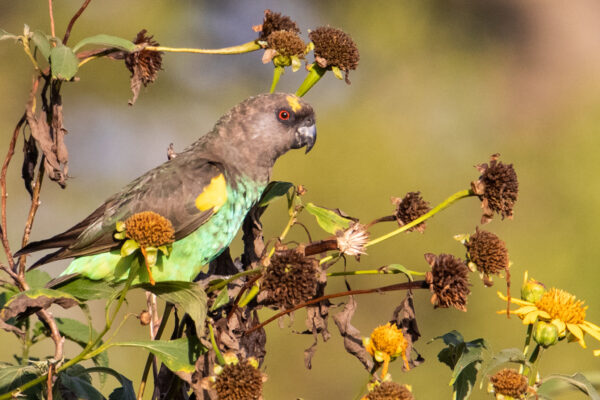 A wild Meyer's Parrot feeds on seeds