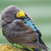 A Meyer's Parrot preens