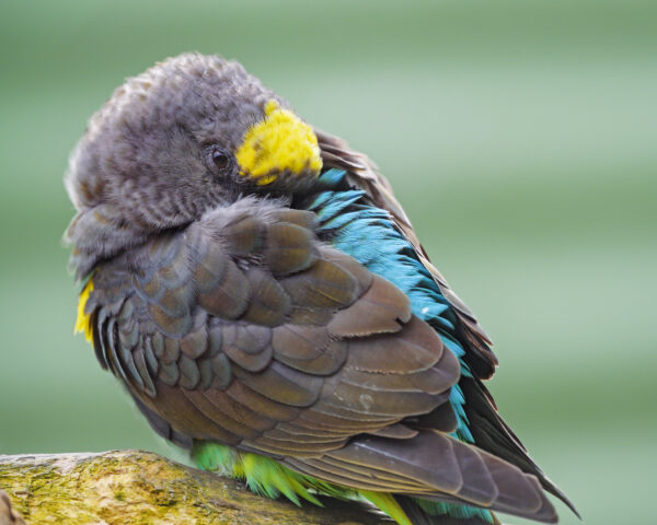 A Meyer's Parrot preens