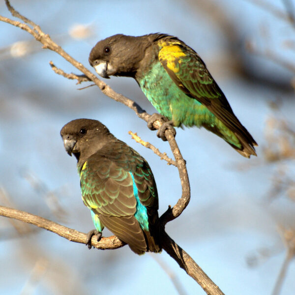 Wild Meyer's Parrots perch in a tree