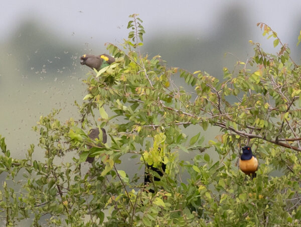 Wild Meyer's Parrots perch in a bush surrounded by insects and starlings