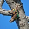 Wild Meyer's Parrots cling to a tree