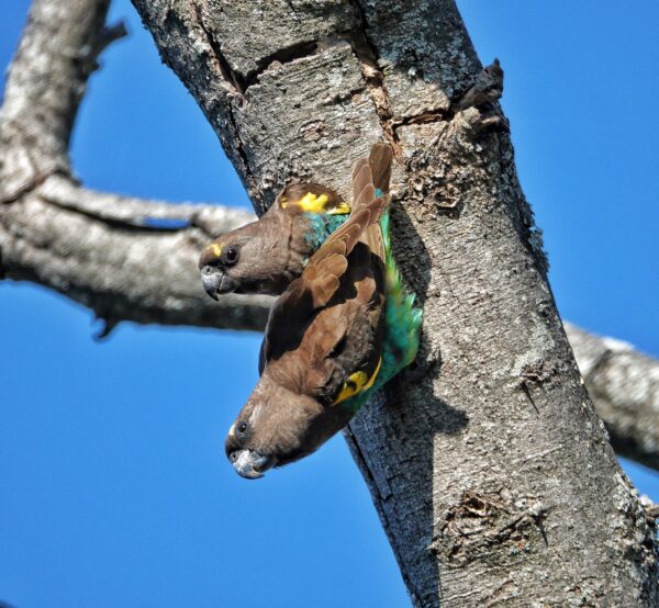 Wild Meyer's Parrots cling to a tree