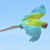 A Military Macaw in flight