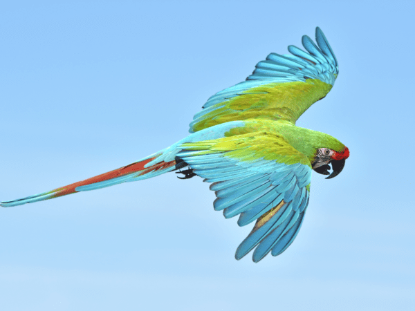 A Military Macaw in flight