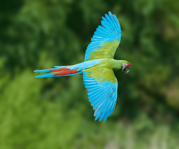 A Military Macaw in flight