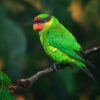 A wild Mindanao Lorikeet perches on a branch