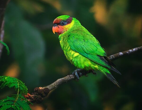 A wild Mindanao Lorikeet perches on a branch