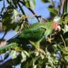 © Tom Benson CC BY-NC-ND 2.0 via Flickr A wild Mitred Conure perches in a tree