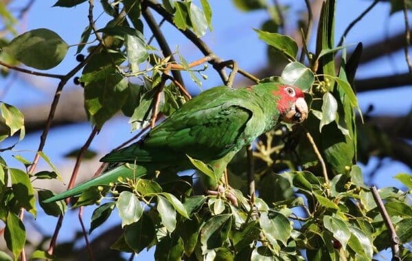 A wild Mitred Conure perches in a tree