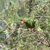 © Brendan Ryan CC BY-NC-SA 2.0 via Flickr A wild Mitred Conue perches in a tree