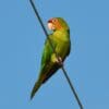 © Dave Govoni CC BY-NC-SA 2.0 via Flickr A wild Mitred Conure perches on a wire