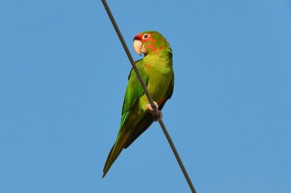 A wild Mitred Conure perches on a wire