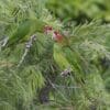 Wild Mitred Conures perch in a tree