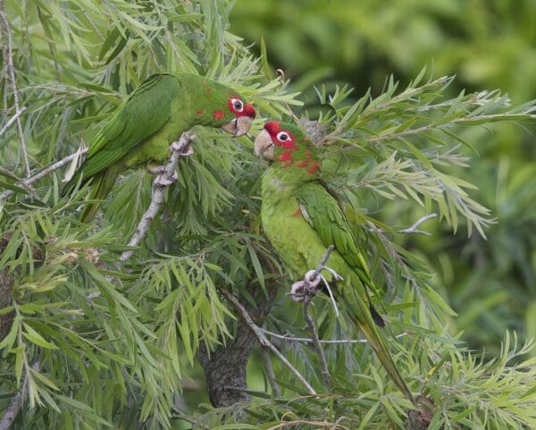 Wild Mitred Conures perch in a tree
