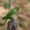 A wild Mitred Conure perches on a stump
