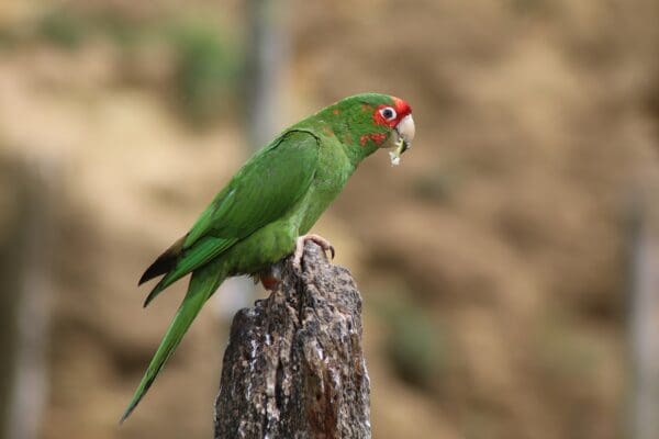 A wild Mitred Conure perches on a stump