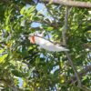 A wild Moluccan Cockatoo dangles from a branch