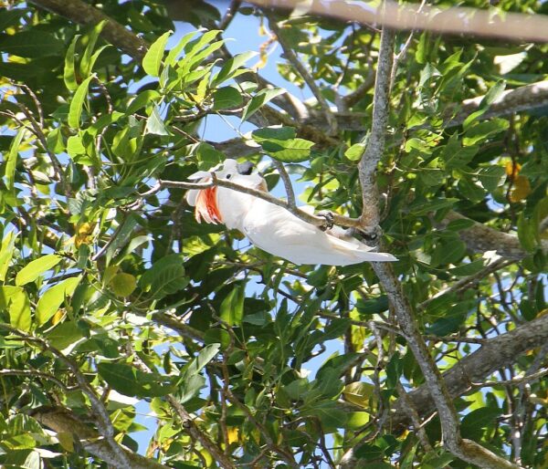 A wild Moluccan Cockatoo dangles from a branch