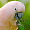 A closeup of a Moluccan Cockatoo