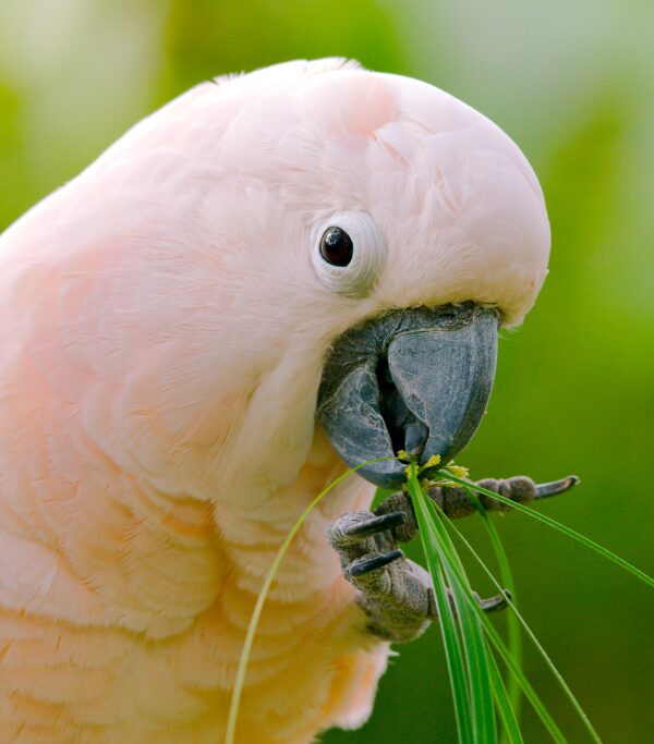 A closeup of a Moluccan Cockatoo