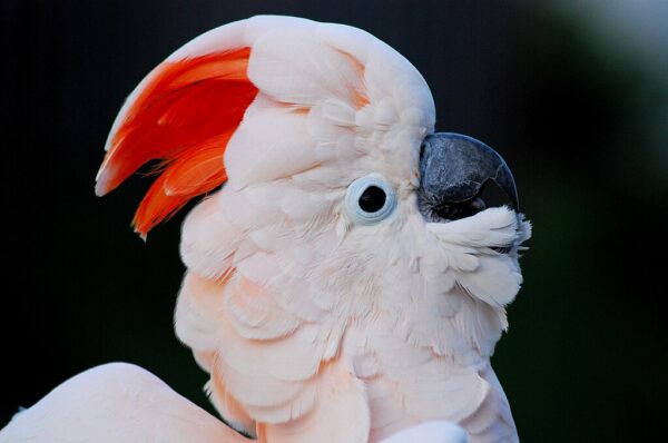 A closeup of a Moluccan Cockatoo