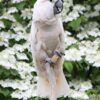 A Moluccan Cockatoo perches on a stand at Cincinnati Zoo, US