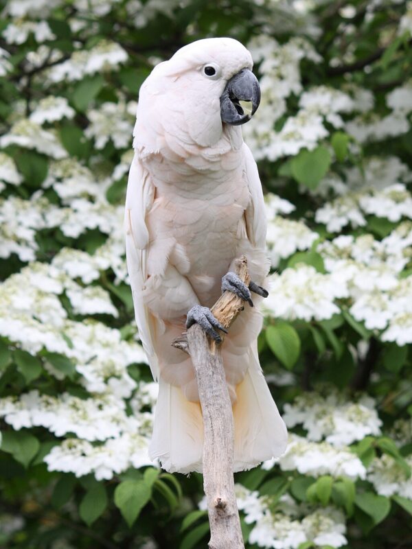 A Moluccan Cockatoo perches on a stand at Cincinnati Zoo, US