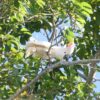 A wild Moluccan Cockatoo perches and calls