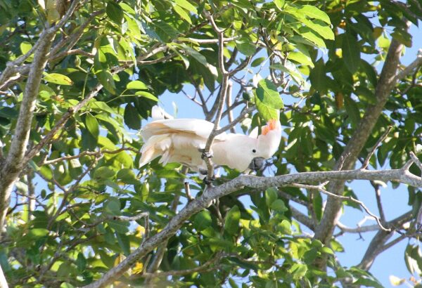 A wild Moluccan Cockatoo perches and calls