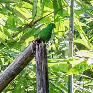 A wild Moluccan Hanging Parrot perches on a broken snag