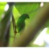 A wild Moluccan Hanging Parrot clings to a branch