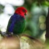 A wild Moluccan King Parrot perches in a tree