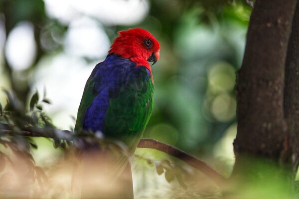 A wild Moluccan King Parrot perches in a tree