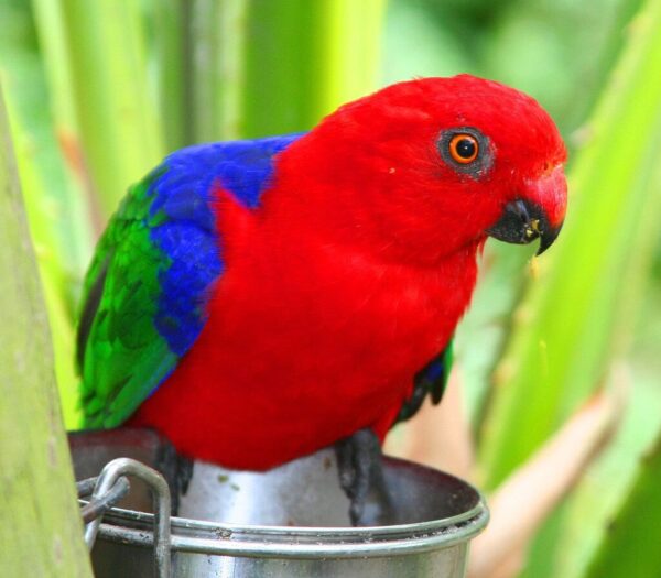 Moluccan King Parrot perches on a feed dish at Brevard Zoo