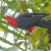 © Christoph Moning, CC BY 4.0 via Wikimedia Commons A wild Moluccan King Parrot perches in a tree