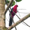 A wild Moluccan King Parrot perches in a tree
